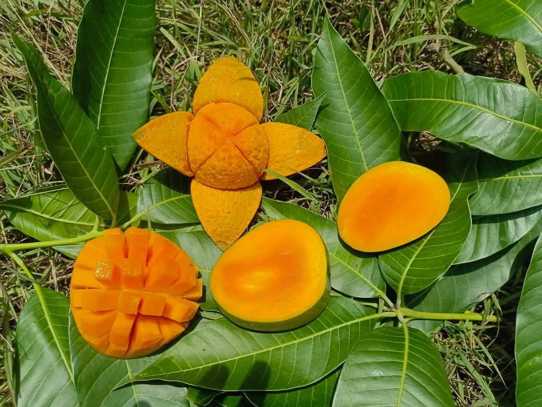 Mango ( খাঁটি আম )